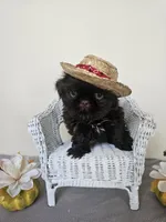 Choco, a male Shih Tzu for sale in Algonquin, IL – Photo 2 of 10