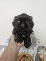 Choco, a male Shih Tzu for sale in Algonquin, IL – Photo 6 of 10