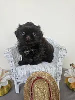 Choco, a male Shih Tzu for sale in Algonquin, IL – Photo 7 of 10