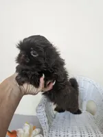 Choco, a male Shih Tzu for sale in Algonquin, IL – Photo 9 of 10