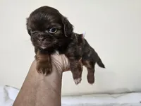 AKC Bobby Liver Chocolate, a male Shih Tzu for sale in Algonquin, IL – Photo 5 of 6