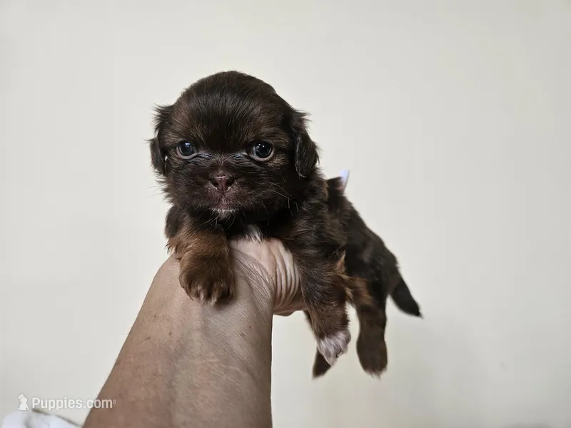 AKC Bobby Liver Chocolate, a male Shih Tzu for sale in Algonquin, IL – Photo 1 of 6