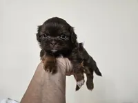AKC Bobby Liver Chocolate, a male Shih Tzu for sale in Algonquin, IL – Photo 1 of 6