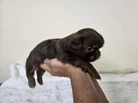 AKC Bobby Liver Chocolate, a male Shih Tzu for sale in Algonquin, IL – Photo 2 of 6