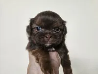 AKC Bobby Liver Chocolate, a male Shih Tzu for sale in Algonquin, IL – Photo 3 of 6