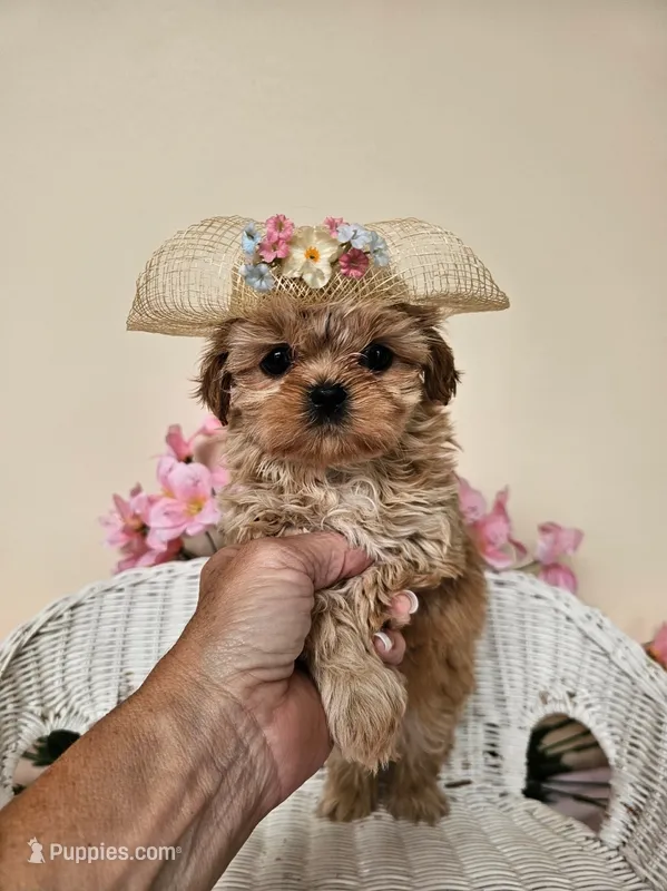 Goldie – Shih Tzu puppy for sale in Algonquin, IL