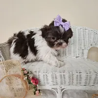 AKC Brooke Chocolate Liver, a female Shih Tzu for sale in Algonquin, IL – Photo 7 of 10