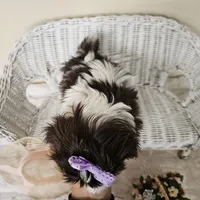 AKC Brooke Chocolate Liver, a female Shih Tzu for sale in Algonquin, IL – Photo 8 of 10