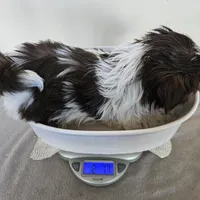 AKC Brooke Chocolate Liver, a female Shih Tzu for sale in Algonquin, IL – Photo 10 of 10