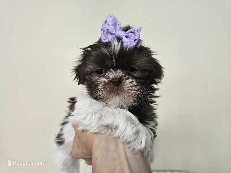 AKC Brooke Chocolate Liver