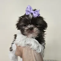 AKC Brooke Chocolate Liver, a female Shih Tzu for sale in Algonquin, IL – Photo 1 of 10