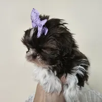 AKC Brooke Chocolate Liver, a female Shih Tzu for sale in Algonquin, IL – Photo 5 of 10