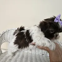 AKC Brooke Chocolate Liver, a female Shih Tzu for sale in Algonquin, IL – Photo 4 of 10