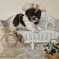 AKC Brooke Chocolate Liver, a female Shih Tzu for sale in Algonquin, IL – Photo 9 of 10