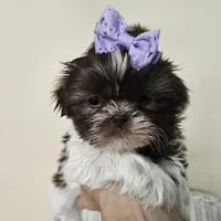 AKC Brooke Chocolate Liver, a female Shih Tzu for sale in Algonquin, IL – Photo 2 of 10