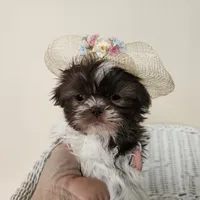 AKC Brooke Chocolate Liver, a female Shih Tzu for sale in Algonquin, IL – Photo 6 of 10
