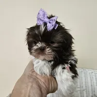 AKC Brooke Chocolate Liver, a female Shih Tzu for sale in Algonquin, IL – Photo 3 of 10