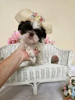 Giselle , a female Shih Tzu for sale in Algonquin, IL – 3 of 5