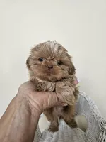 Carmela, a female Shih Tzu for sale in Algonquin, IL – Photo 6 of 10