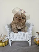 Carmela, a female Shih Tzu for sale in Algonquin, IL – Photo 2 of 10