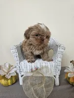 Carmela, a female Shih Tzu for sale in Algonquin, IL – Photo 3 of 10