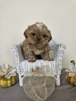 Carmela, a female Shih Tzu for sale in Algonquin, IL – Photo 10 of 10