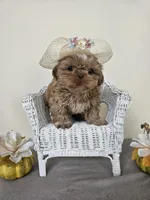 Carmela, a female Shih Tzu for sale in Algonquin, IL – Photo 9 of 10