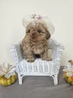 Carmela, a female Shih Tzu for sale in Algonquin, IL – Photo 1 of 10