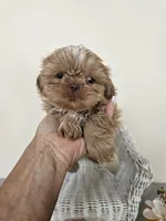 Carmela, a female Shih Tzu for sale in Algonquin, IL – Photo 5 of 10