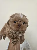 Carmela, a female Shih Tzu for sale in Algonquin, IL – Photo 7 of 10