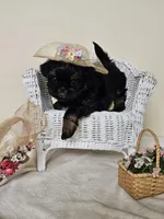 Carmen, a female Shih Tzu for sale in Algonquin, IL – Photo 2 of 5