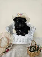 Carmen, a female Shih Tzu for sale in Algonquin, IL – Photo 5 of 5