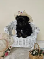 Carmen, a female Shih Tzu for sale in Algonquin, IL – Photo 4 of 5