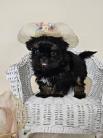 Carmen, a female Shih Tzu for sale in Algonquin, IL – Photo 1 of 5