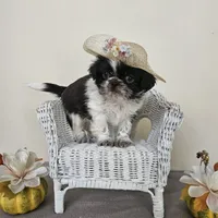 AKC Cici Chocolate Liver Parti, a female Shih Tzu for sale in Algonquin, IL – Photo 5 of 10