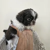 AKC Cici Chocolate Liver Parti, a female Shih Tzu for sale in Algonquin, IL – Photo 6 of 10