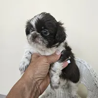 AKC Cici Chocolate Liver Parti, a female Shih Tzu for sale in Algonquin, IL – Photo 7 of 10