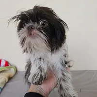 AKC Cici Chocolate Liver Parti, a female Shih Tzu for sale in Algonquin, IL – Photo 2 of 10