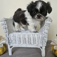 AKC Cici Chocolate Liver Parti, a female Shih Tzu for sale in Algonquin, IL – Photo 8 of 10