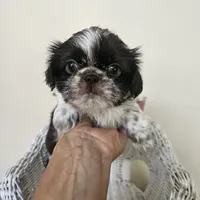 AKC Cici Chocolate Liver Parti, a female Shih Tzu for sale in Algonquin, IL – Photo 9 of 10