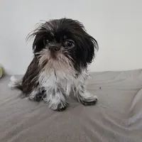 AKC Cici Chocolate Liver Parti, a female Shih Tzu for sale in Algonquin, IL – Photo 3 of 10