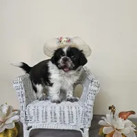 AKC Cici Chocolate Liver Parti, a female Shih Tzu for sale in Algonquin, IL – Photo 4 of 10