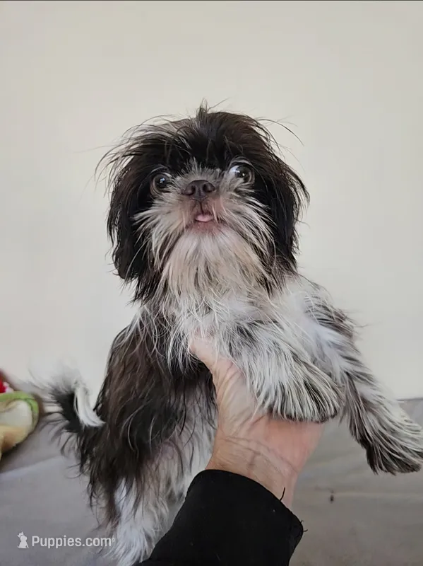 AKC Cici Chocolate Liver Parti