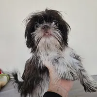 AKC Cici Chocolate Liver Parti, a female Shih Tzu for sale in Algonquin, IL – Photo 1 of 10