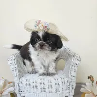 AKC Cici Chocolate Liver Parti, a female Shih Tzu for sale in Algonquin, IL – Photo 10 of 10