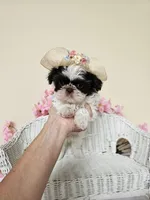 Giselle , a female Shih Tzu for sale in Algonquin, IL – 2 of 5