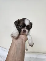 AKC Basil Liver Chocolate, a female Shih Tzu for sale in Algonquin, IL – Photo 2 of 6