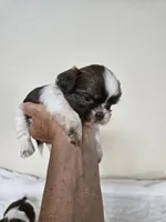 AKC Basil Liver Chocolate, a female Shih Tzu for sale in Algonquin, IL – Photo 3 of 6