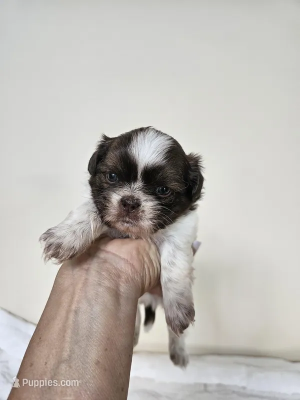 AKC Basil Liver Chocolate