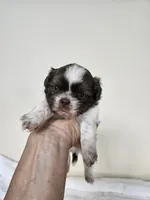 AKC Basil Liver Chocolate, a female Shih Tzu for sale in Algonquin, IL – Photo 1 of 6
